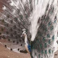 فروش جوجه طاووس