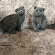 واگذاری اسکاتیش بلو آماده تحویل