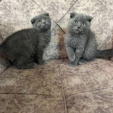 واگذاری اسکاتیش بلو آماده تحویل