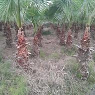 پالم واشنگتنی