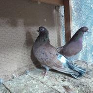 500تاکبوترفوق العاده