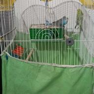 دو عدد پرنده مرغ عشق