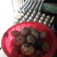 تخم اردک محلی تازه ب روز