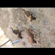 توله تانجی باهوش