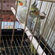 یک جفت عروس هلندی