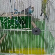 دو عددمرغ عشق