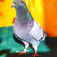فروش کبوتر پرشی بصورت تکی و یکجا