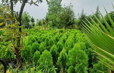 اجاره زمین جهت گل و گیاه