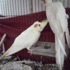 طوطی عروس نر و ماده لوتینو