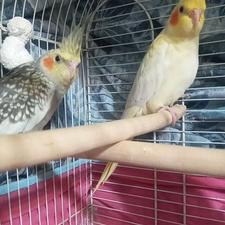 عروس هلندی سه ماهه زیبا