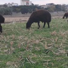 گوسفند نر قره قزل