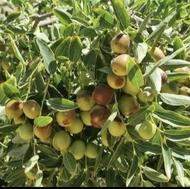 نمایندگی کود ارگانیک سبوسیب محرک رشد/هیومیک اسید