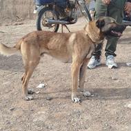 توله 10 ماهه گله ای و نگهبان بشرط