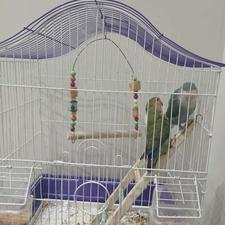 دو عدد طوطی برزیلی ماده