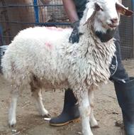 گوسفند زنده مینی سیتی فرمانیه نیاوران