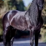 خریداراسب نریان