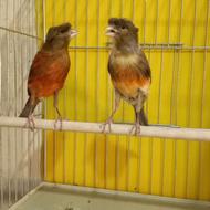 قناری ماده سرخ زیبا