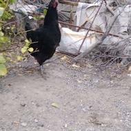مرغ و خروس محلی