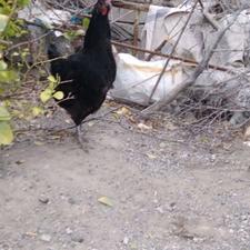 مرغ و خروس محلی