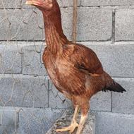 فروش مرغ لاری