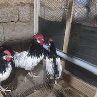 جوجه لاکنولدر آلمانی