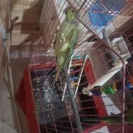 جفت ملنگو مولد رام