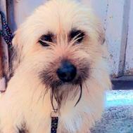 سگ پاکوتاه یک ساله واگذاری