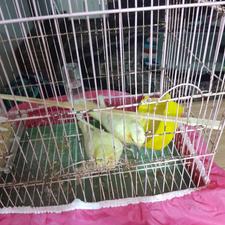 فروش یک جفت طوطی عروس خیلی سرحال