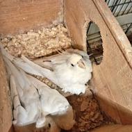 عروس هلندی البینو مولد سخنگو