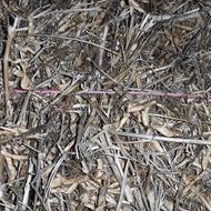 فروش 1.5 تن ، 90 دسته کاه لوبیا روغنی در قائمشهر