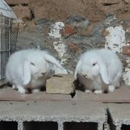 خرگوش بالغ نر و ماده لپ هلندی