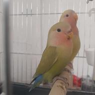 طوطی برزیلی صورت هولویی ،رنگ خاص