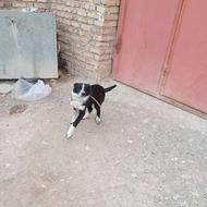 توله سگ قدرجونی نر 6ماهه و 6پنجه