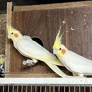 طوطی عروس لوتینو