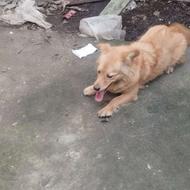 سگ پاکوتاه خوش رنگ واکذار