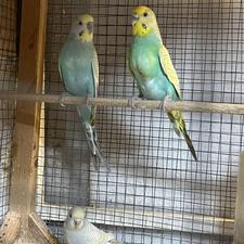 مرغ عشق رنگ خفن