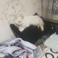 گربه حیوان خانگی مهربون