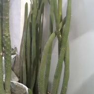 فروش گل خانگی سالم وسرحال وزیبا