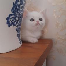 واگذاری گربه میکس اسکاتیش بریتیش