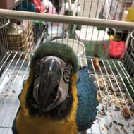 جوجه آرا آبی طلایی