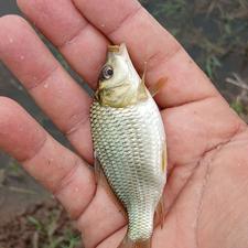 بچه ماهی کپور طلایی و اردک ماهی و ماهی قرمز