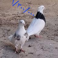 کبوتر طوقی پاک