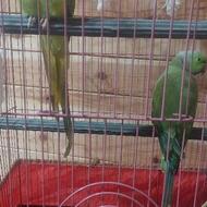 طوطی ملنگو یک جفت