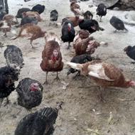 بوقلمون طبیعی اورگانیگ