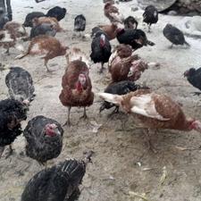 بوقلمون طبیعی اورگانیگ