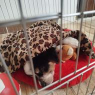 واگذاری سگ پاکوتاه ماده