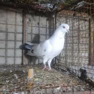 کبوتر ماده کله دم سبز