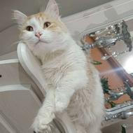 گربه نژاد چین چیلا نر 2ساله واگذار می‌شود