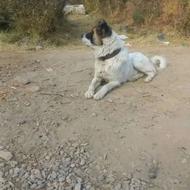 سگ سرابی نر واگذار