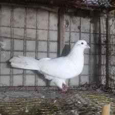 کبوتر نر سفید پرشی